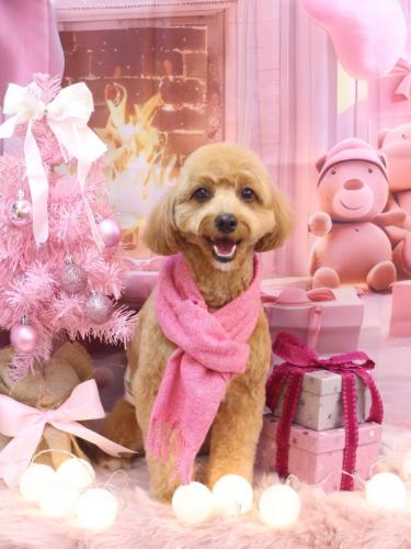 20241204タルトくん